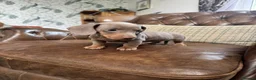 Dachshund dogs for sale: Miniature Dachshund Puppies - Advert 2