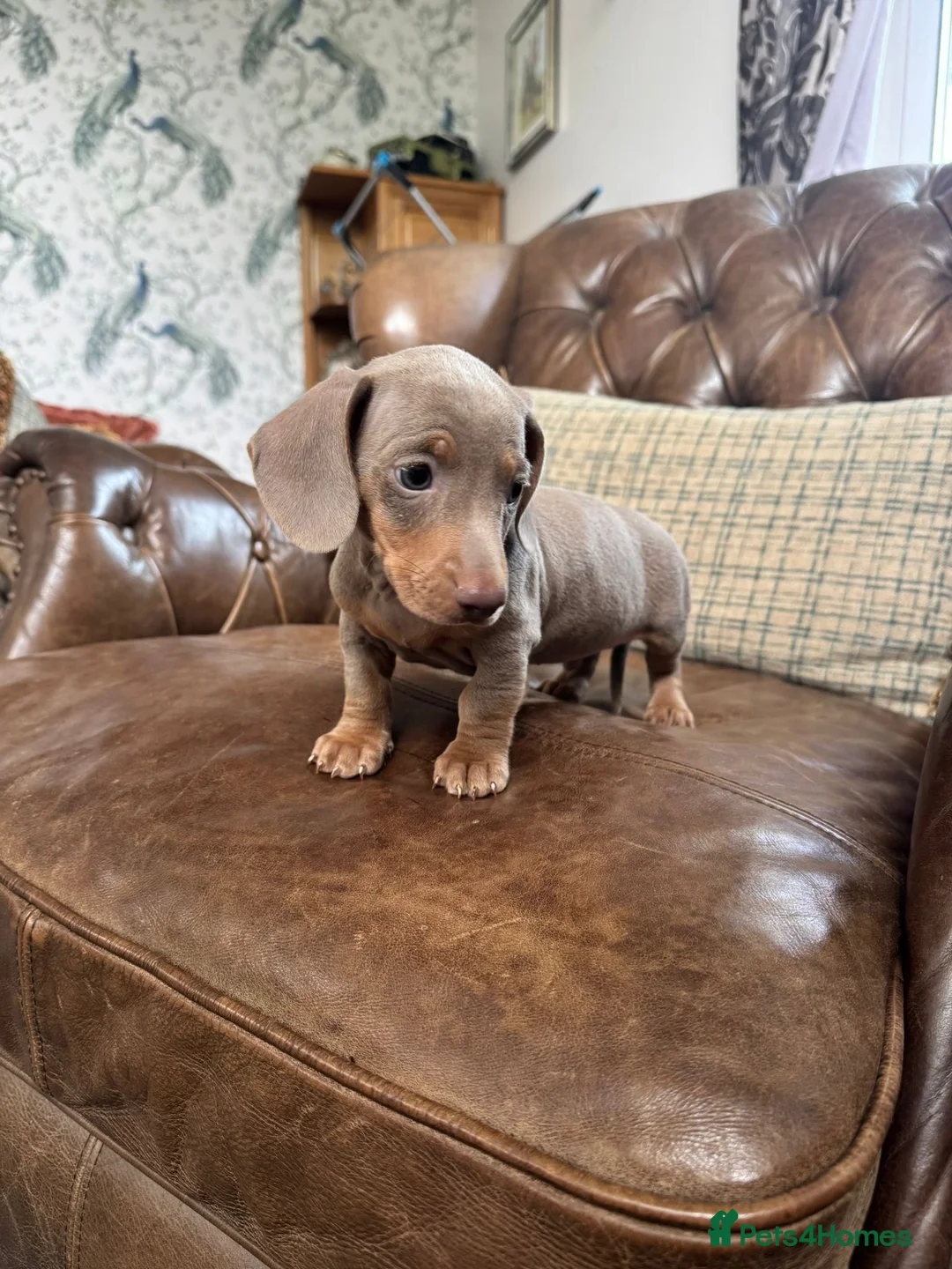 Dachshund dogs for sale: Miniature Dachshund Puppies - Advert 2