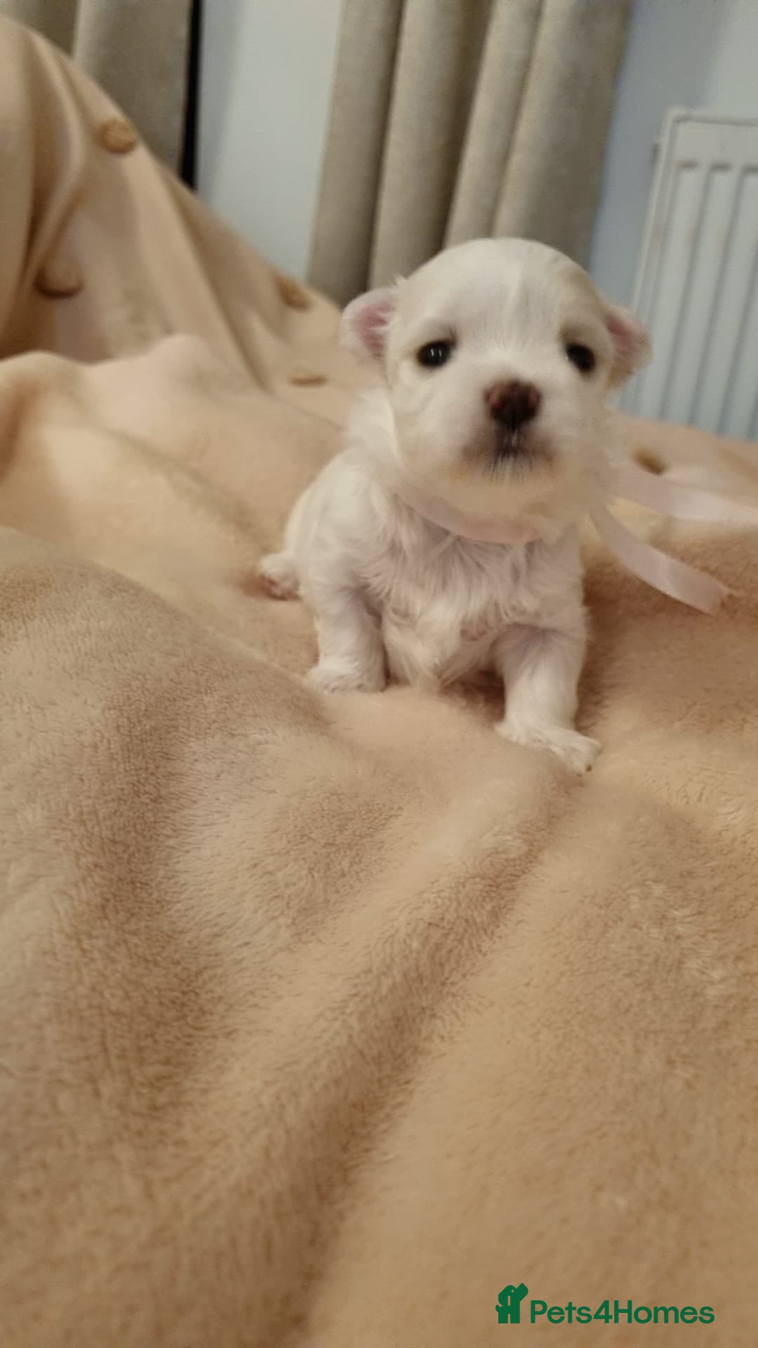 Maltese dogs for sale: Maltese Girl Ready to go  - Advert 12