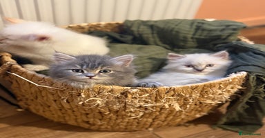 Persian cats - Advert 2