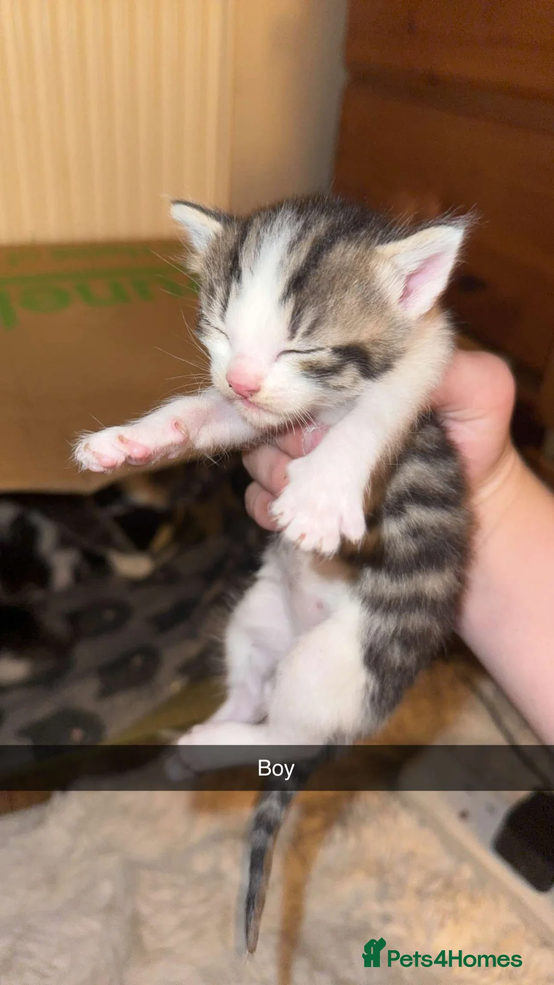 Mixed Breed cats for sale: Beautiful mixed breed - Advert 2