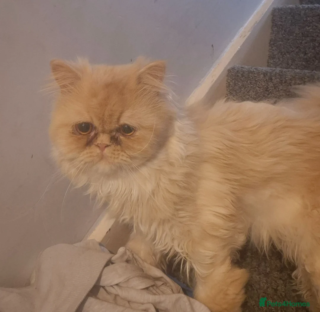 Persian cats for sale: Persian  in Bicester - Advert 2