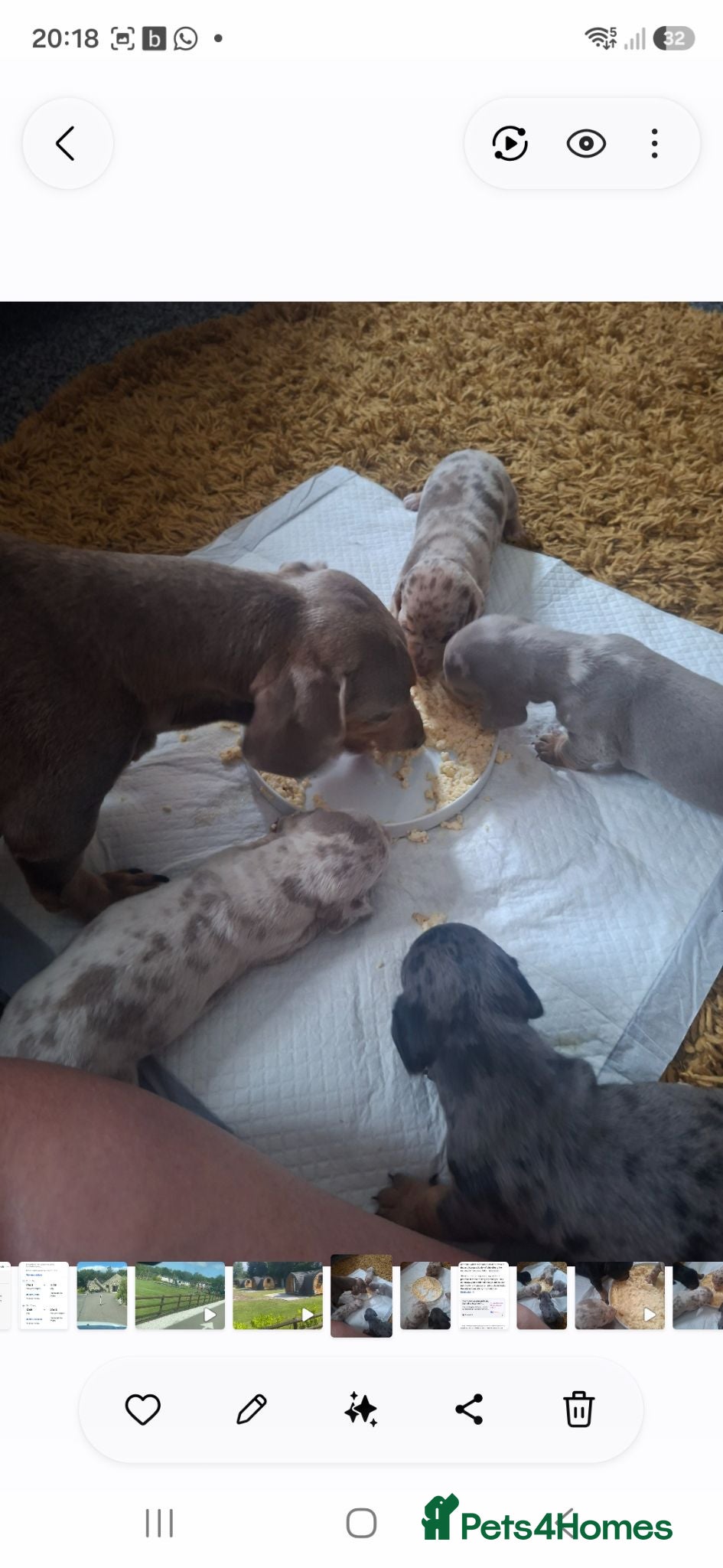 Miniature Dachshund dogs Minature daschund - Advert 1