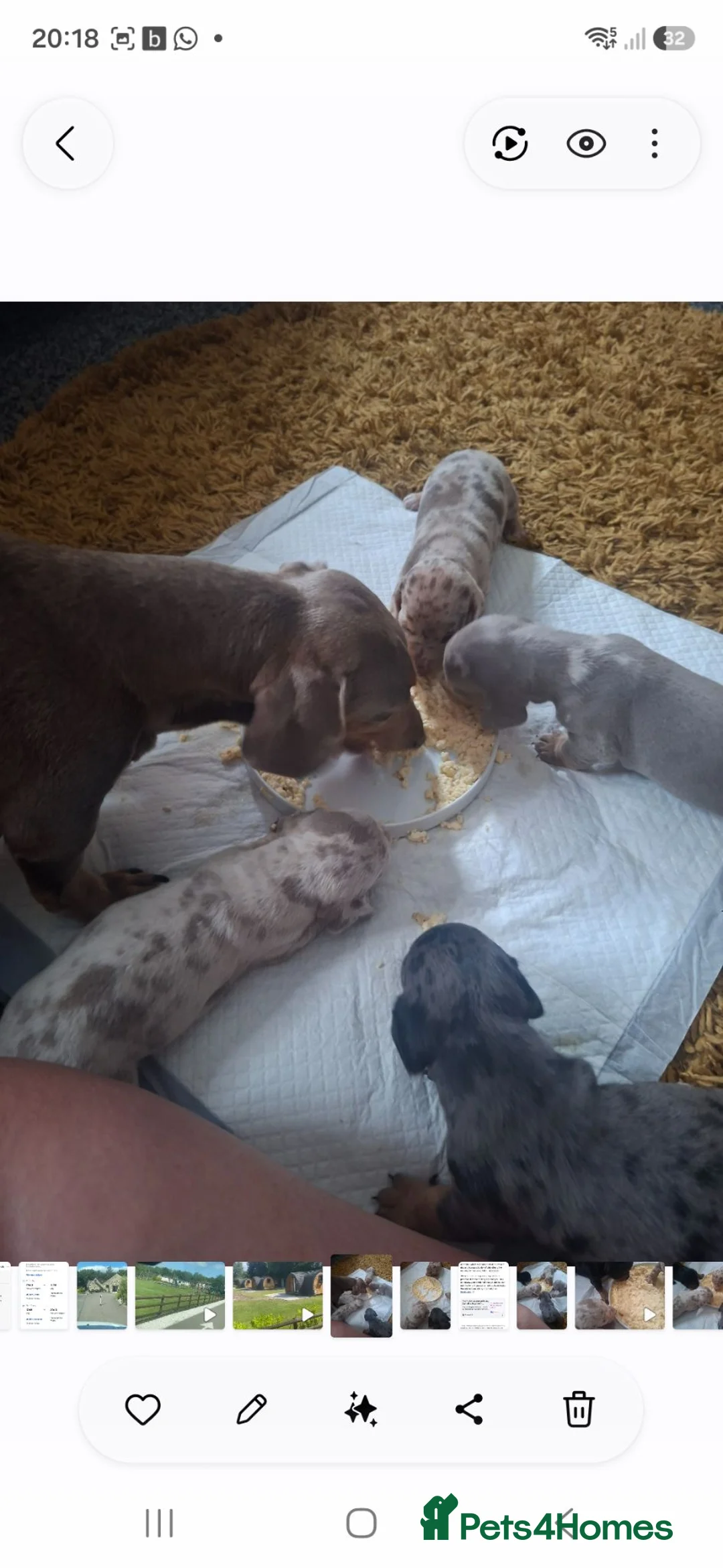 Miniature Dachshund dogs for sale: Minature daschund - Advert 1
