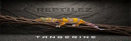 Leopard Gecko reptiles for sale: LEOPARD GECKOS - Advert 5