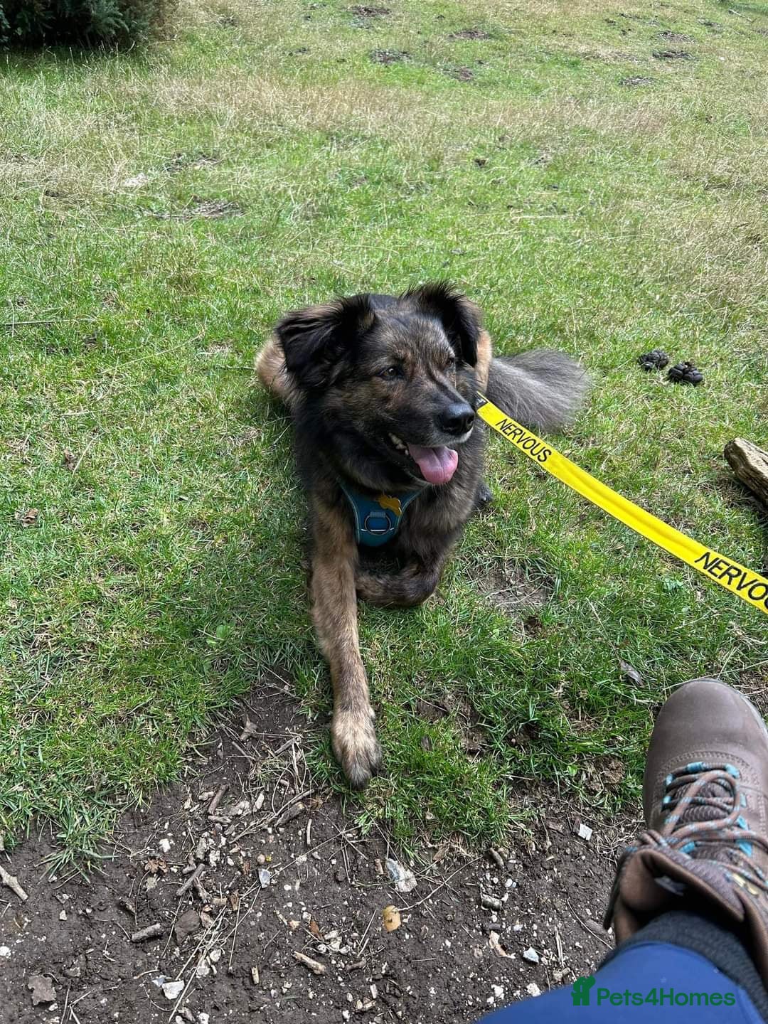 Collie Mix Golden Retriever German Shepherd Mix Adoption Meet