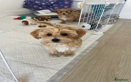 Maltipoo dogs for sale: Beautiful Maltipoo’s LAST LITTLE BOY LEFT - Image 4