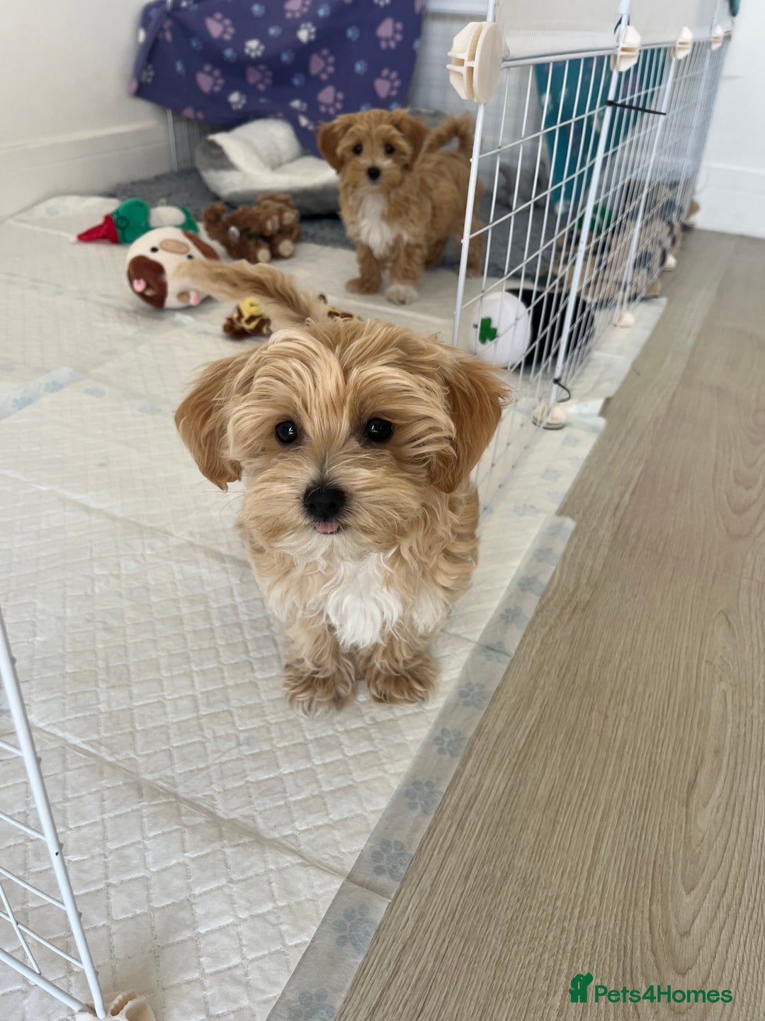 Maltipoo dogs for sale: Beautiful Maltipoo’s LAST LITTLE BOY LEFT - Image 4