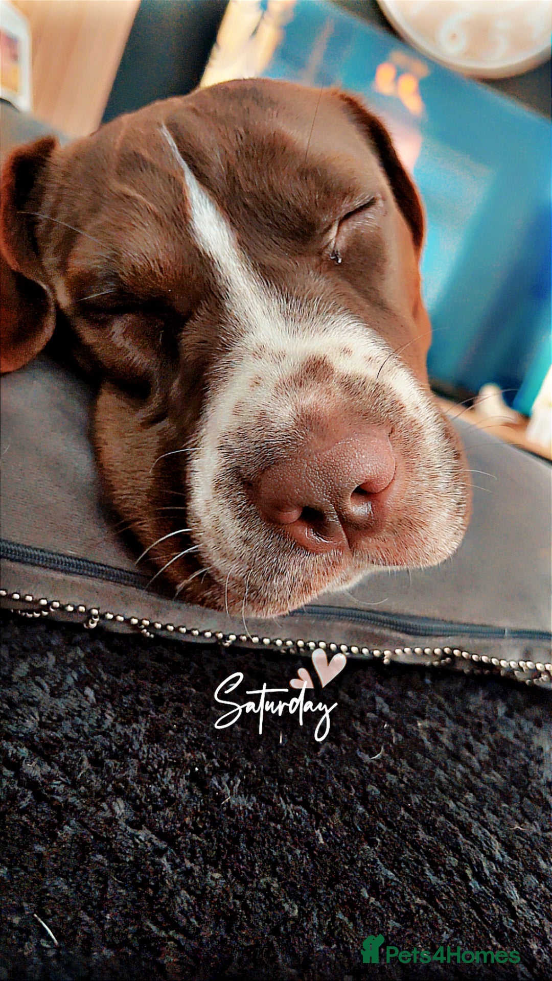 Mixed Breed dogs for sale: Rehome  - Advert 2