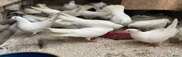 Doves birds for sale: Beautiful Flock 50–60 Fantails, Doves&Pigeons–Free - Advert 9