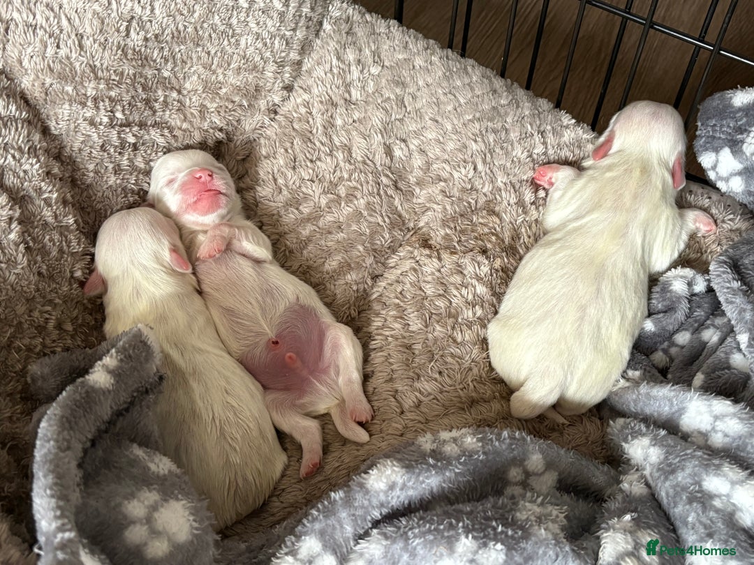 Maltese dogs for sale: Gorgeous Pure Maltese Puppies for sale - Image 2