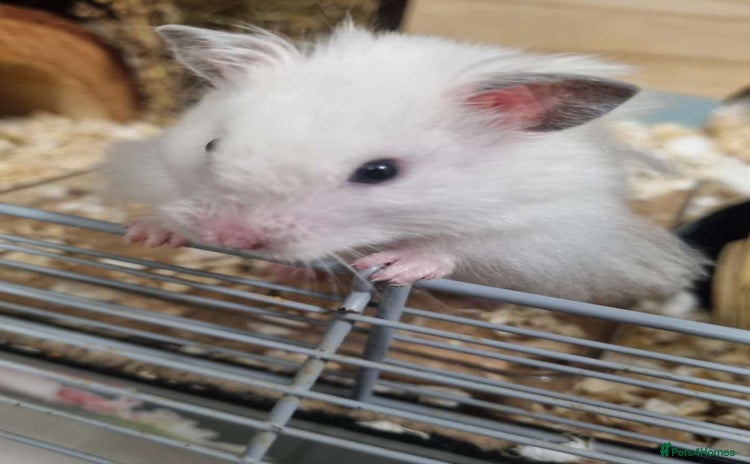 Hamster rodents - Advert 1