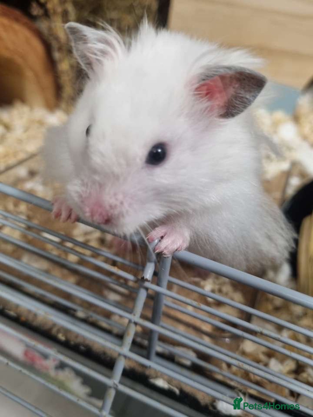 Hamster rodents for sale: long haired male syrain hamster  - Image 1
