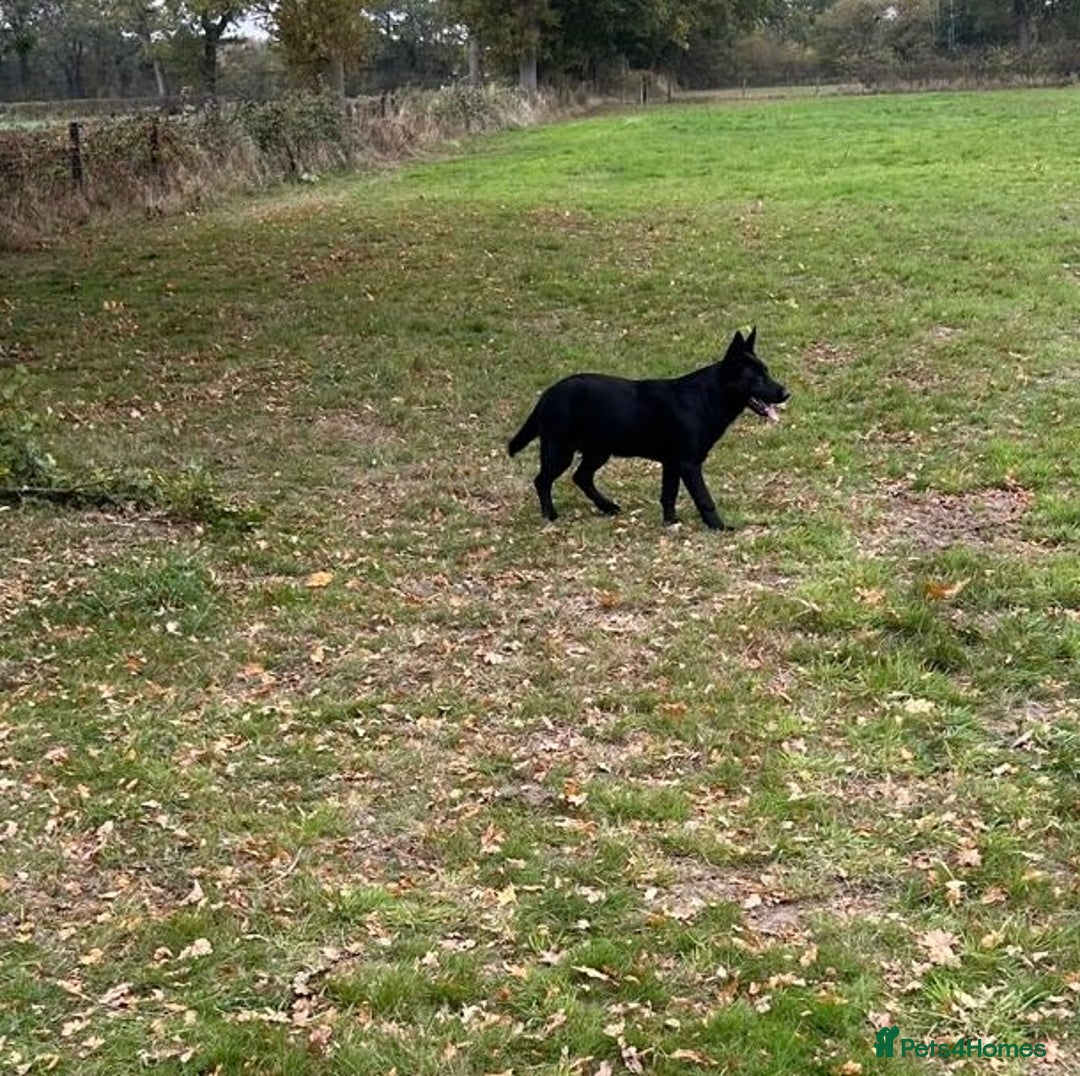 German Shepherd dogs for sale: German Shepard Girls - Image 9
