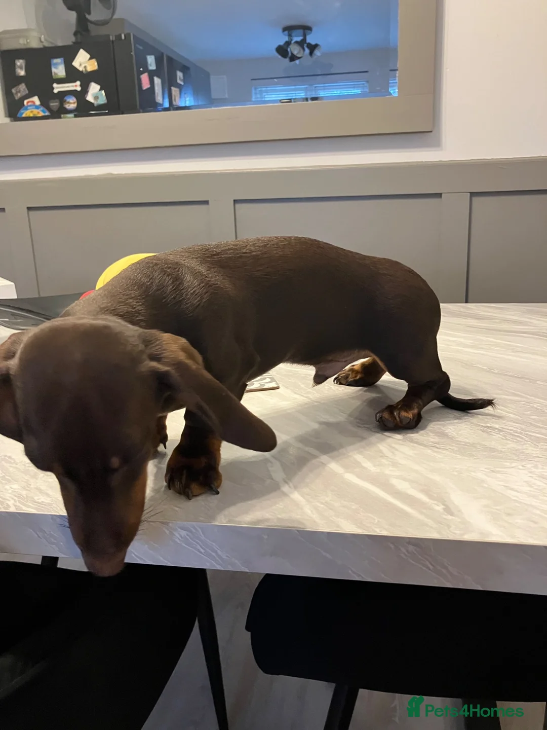 Miniature Dachshund dogs for stud: Miniature dachshund stud 18 champions in pedigree - Advert 23