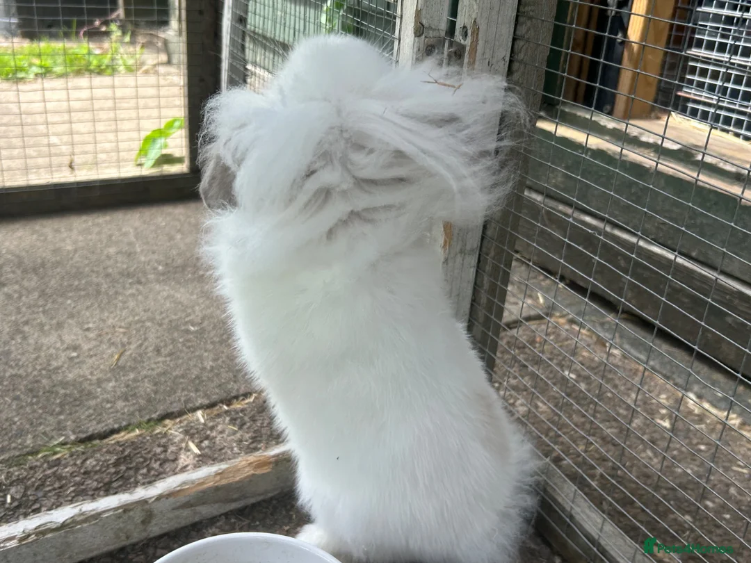 Mini Lion Lop rabbits for sale: Mini lion lop  - Advert 2