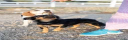 Mixed Breed dogs for adoption: Funny little Fizzy - Advert 12