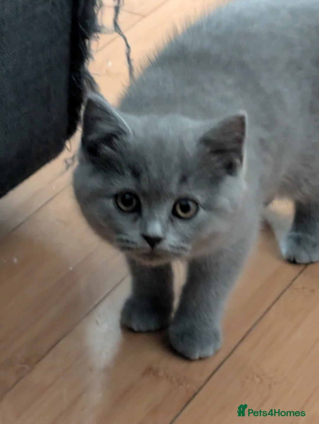 Mixed Breed cats for sale: Beautiful brown kittens ✨😻 - Advert 20
