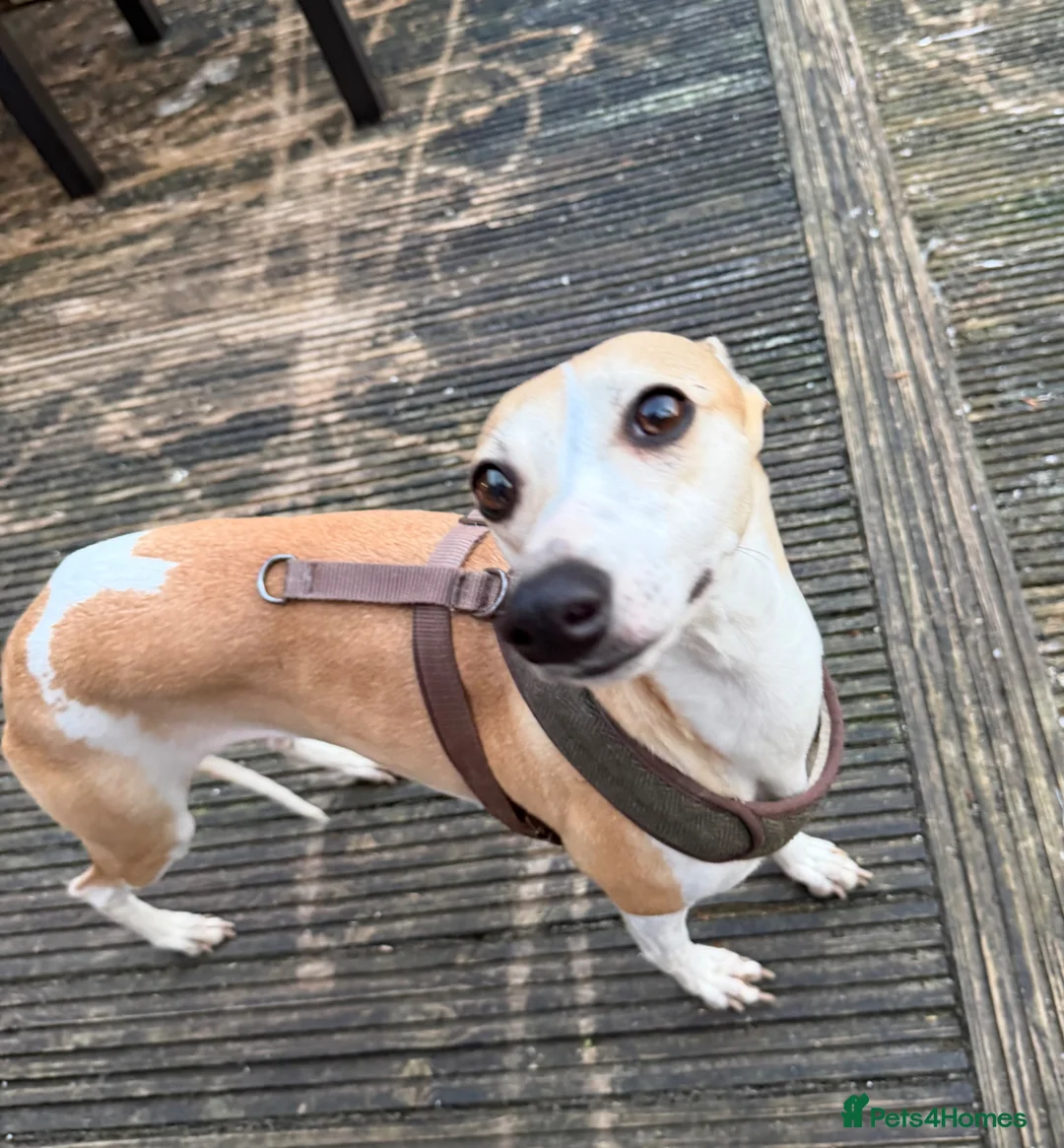 Whippet dogs for sale: Beautiful 14month old whippet Girl  in Bolton - Advert 1