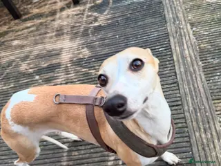 Whippet dogs Beautiful 14month old whippet Girl - Advert 1