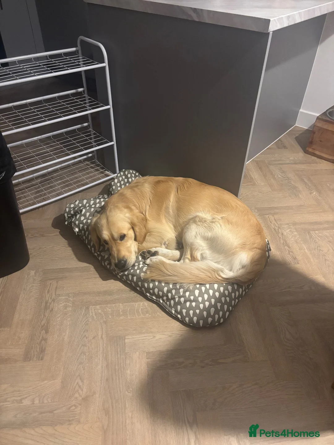 Golden Retriever dogs for stud: Golden retriever for stud all healthy  - Advert 2
