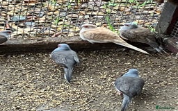 Doves birds for sale: Diamond doves for sale 2025 bred  - Image 9