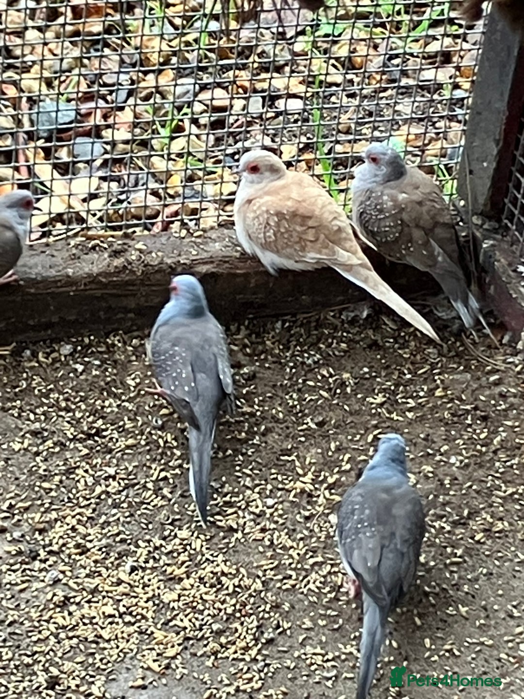 Doves birds for sale: Diamond doves for sale 2025 bred  - Image 9