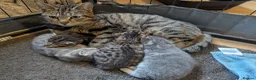 Mixed Breed cats for sale: Beautiful Kittens Ready for their new homes  - Advert 8