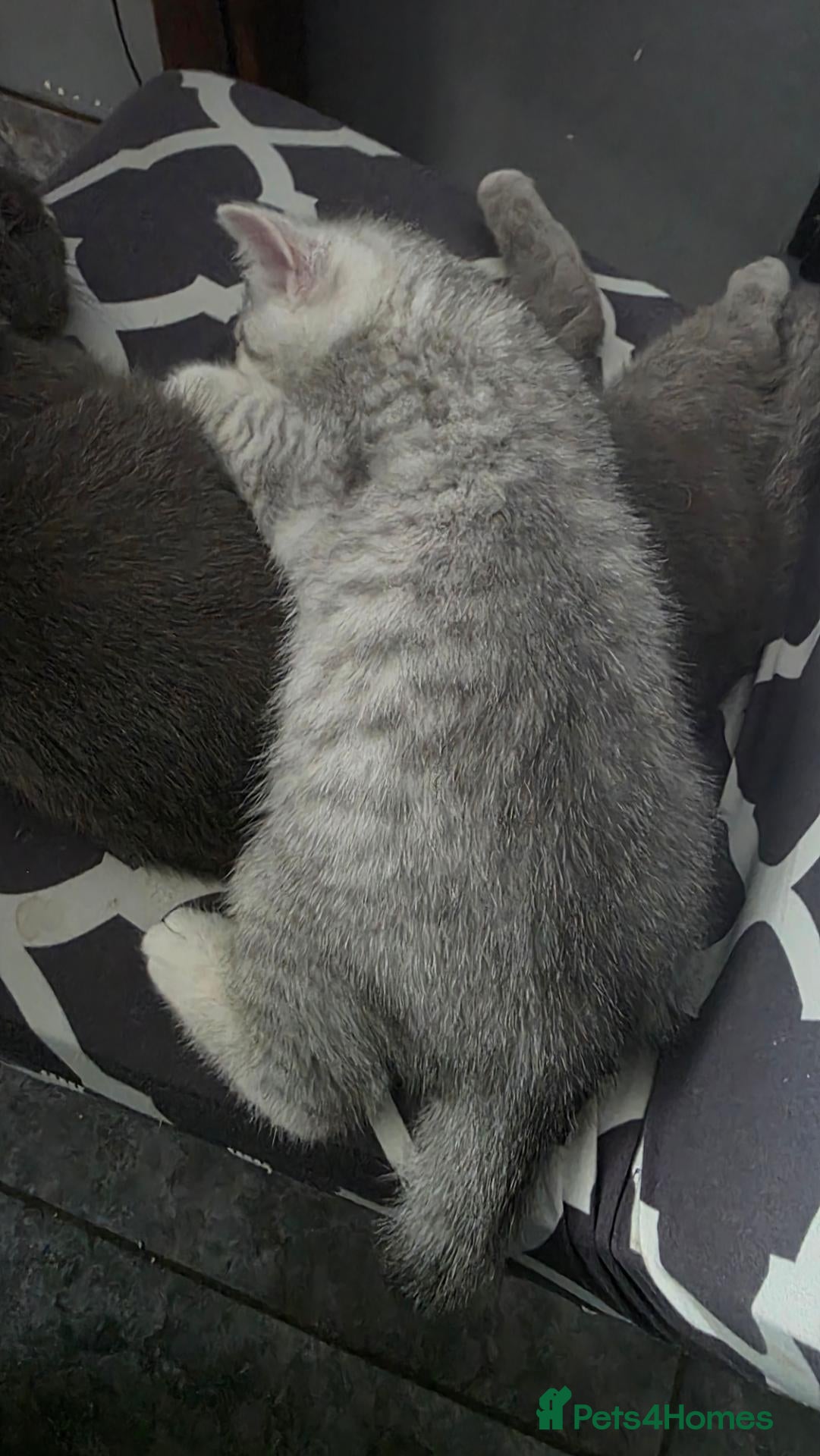 Scottish Fold cats Kitten 🐈🐈  - Advert 2