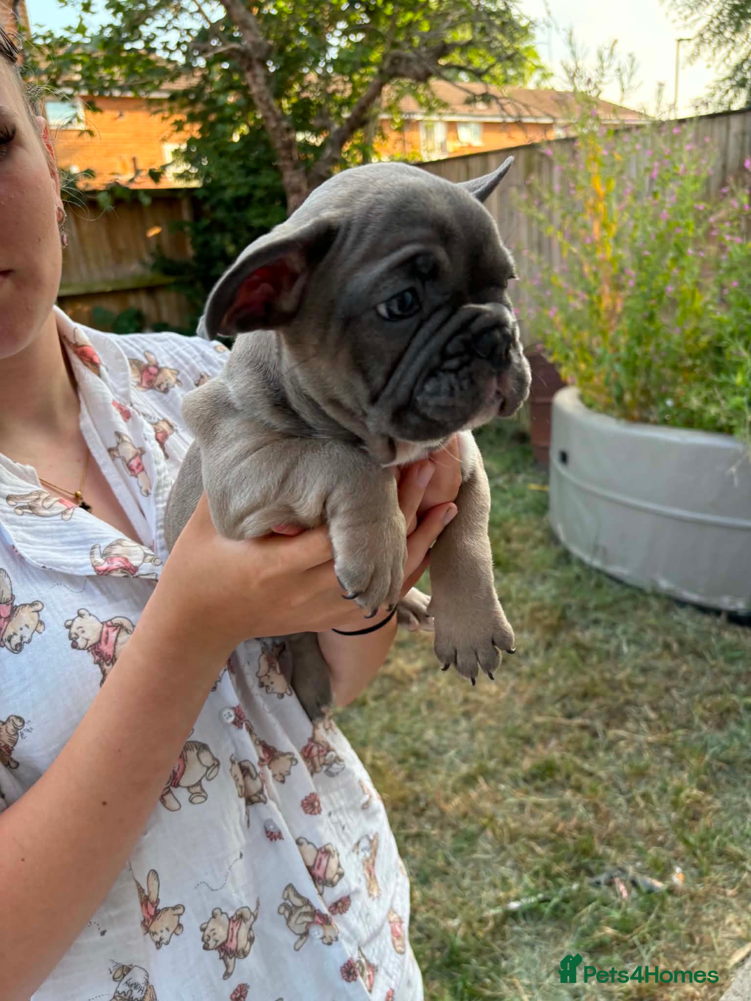 French Bulldog dogs 7 beautiful French bulldogs  - Advert 12