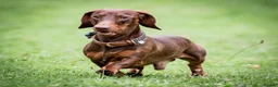 Miniature Dachshund dogs for stud: Miniature Choc & Tan Dachshund STUD KC registered  in Barnsley - Advert 3