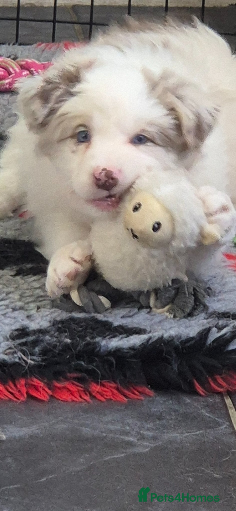 Border Collie dogs One outstanding merle girl available  - Advert 17