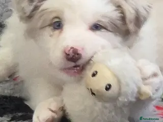 Border Collie dogs One outstanding merle girl available - Advert 17