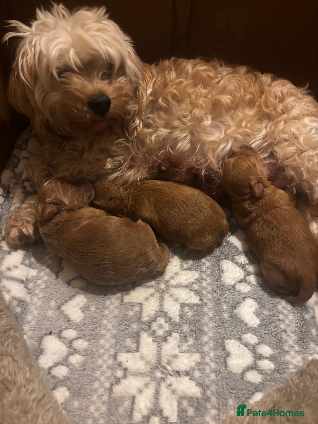 Cavachon dogs for sale: Toy Cavapoochons  - Advert 6