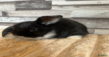 Mini Lop rabbits - Advert 9