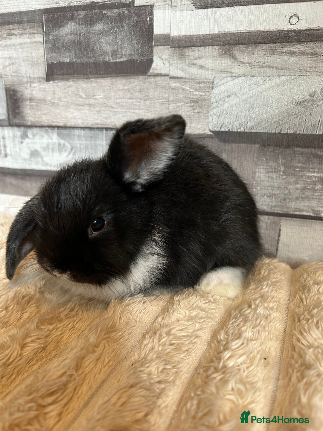 Mini Lop rabbits for sale: ⭐️Pure Breed Holland lops⭐️ - Image 10