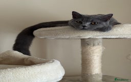 British Shorthair cats for sale: Beautiful, Affectionate Indoor Cat - 1 Year Old  - Image 3