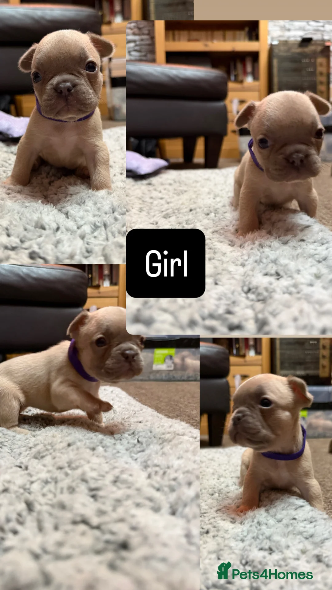 French Bulldog dogs for sale: KC Reg French Bulldog Pups  - Advert 3