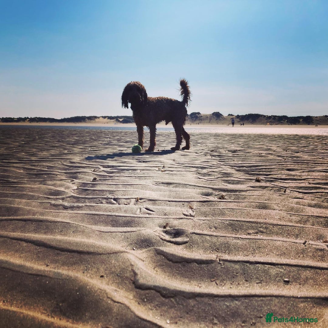 Cockapoo dogs for stud: STUD F1 Cockerpoo (5 Star 10/10} - Advert 7