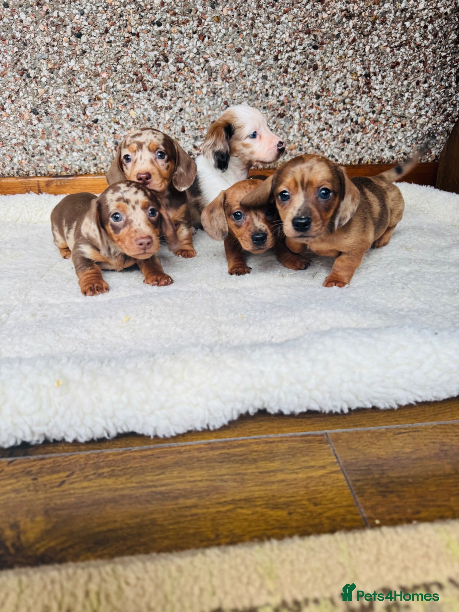 Dachshund dogs Stunning litter of dachshund pups  - Advert 11