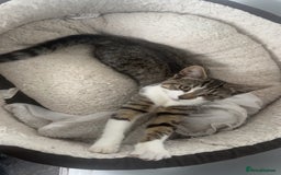 Domestic Shorthair cats for sale: Kitten  - Image 2