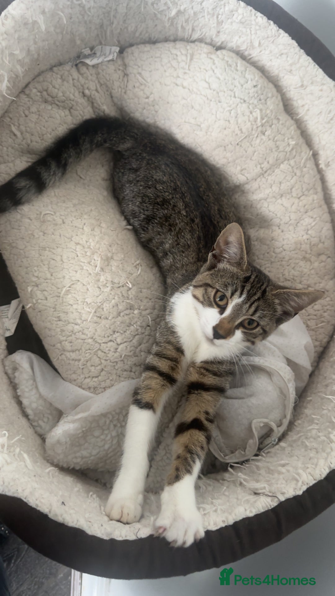 Domestic Shorthair cats for sale: Kitten  - Image 2