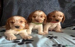 Cocker Spaniel dogs for sale: Stunning show type cocker spaniel puppies  - Image 14