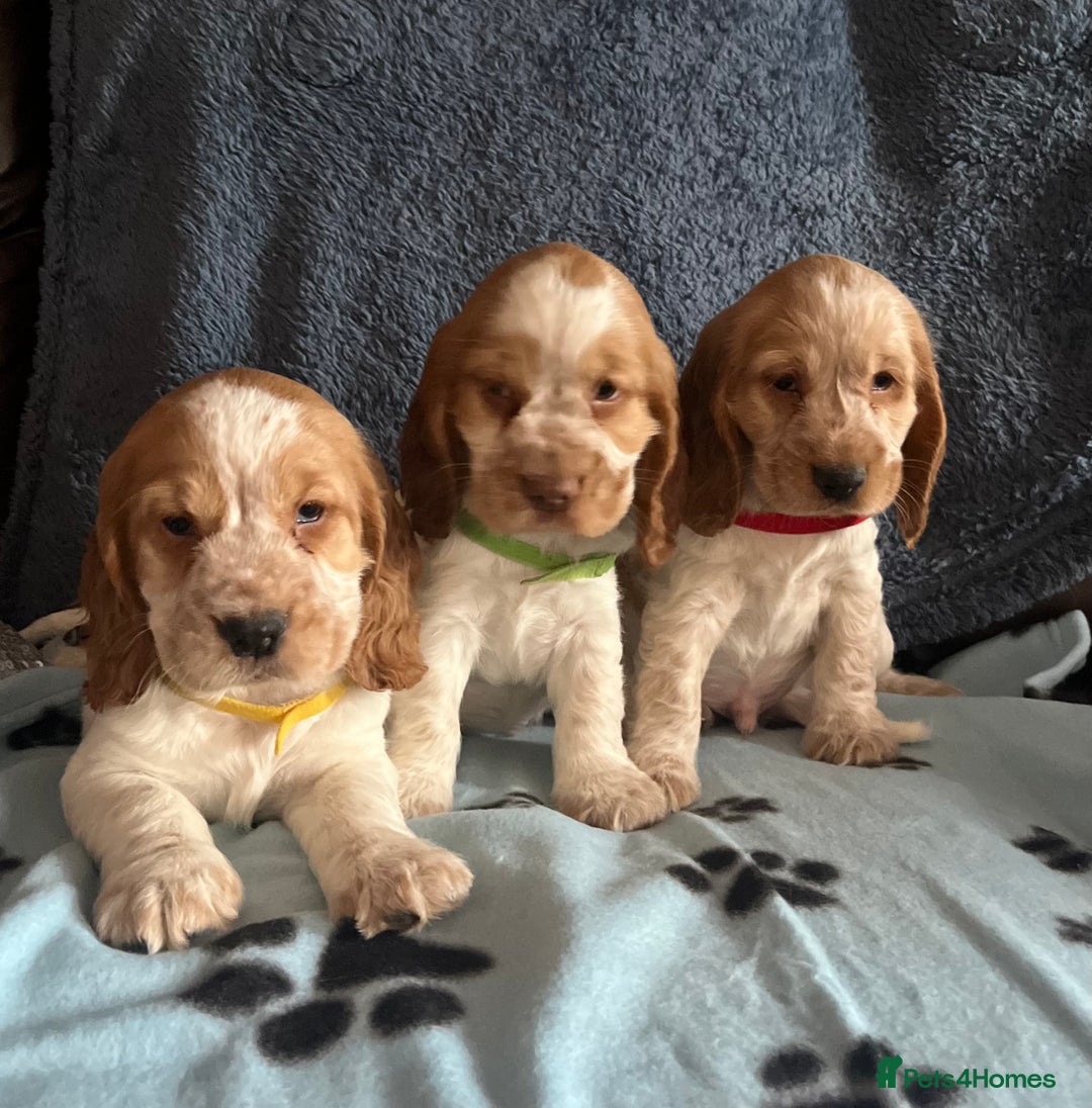 Cocker Spaniel dogs for sale: Stunning show type cocker spaniel puppies  - Image 14