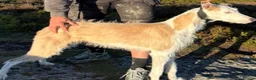Lurcher dogs for sale: Collie whippet bull greyhound pups for sale  - Advert 3