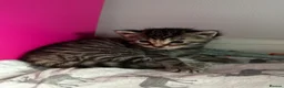 Mixed Breed cats for sale: 2 female and 2 male kittens  - Advert 11