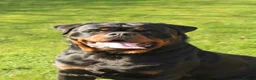 Rottweiler dogs for sale: Exceptional KC Pedigree Rottweilers - Advert 9