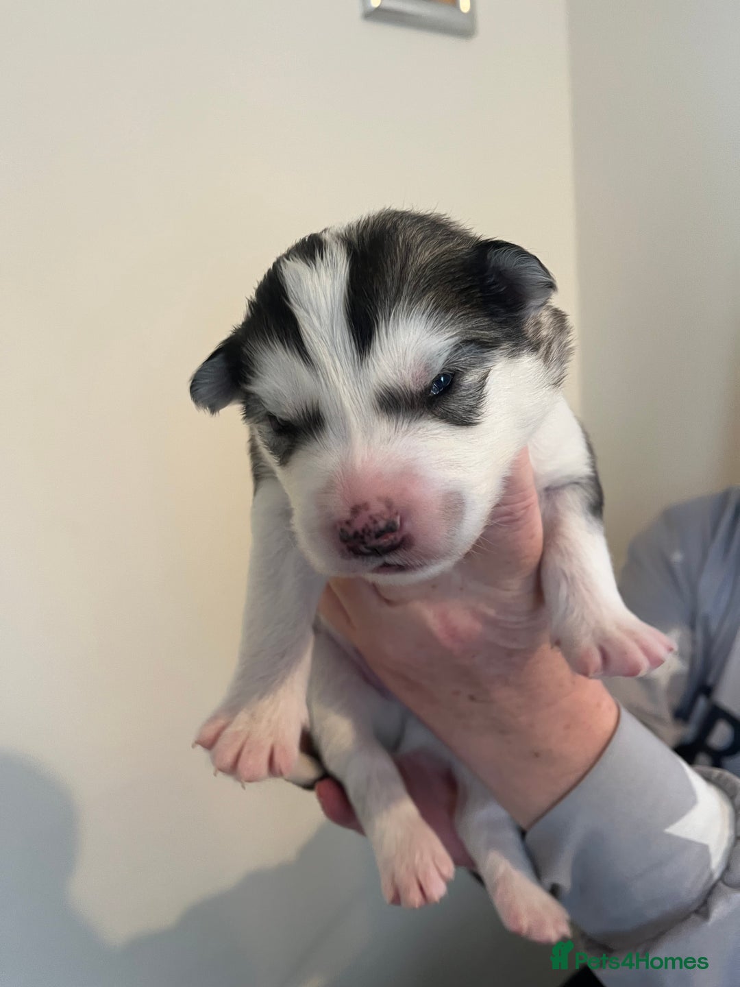 Siberian Husky dogs for sale: Husky pups for sale  - Advert 2