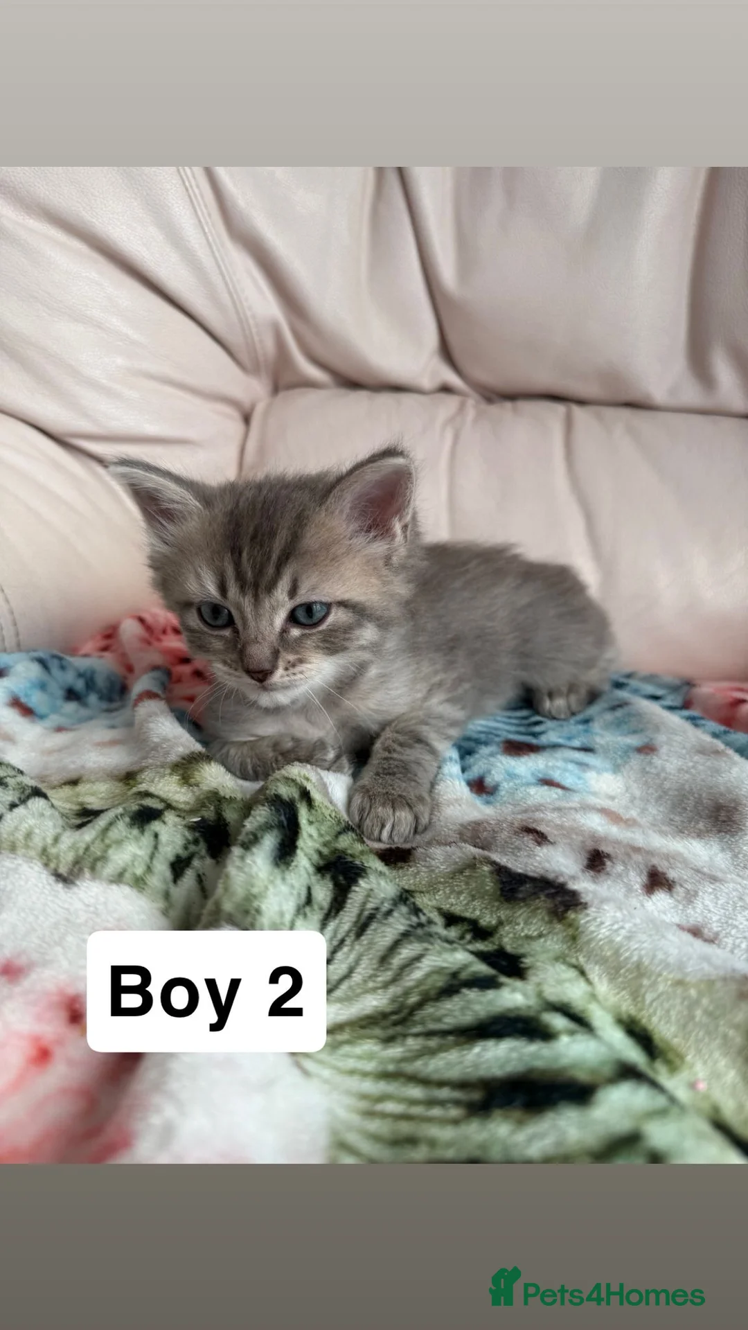 British Shorthair cats for sale: Stunning ragdoll cross BSH litter - Advert 1