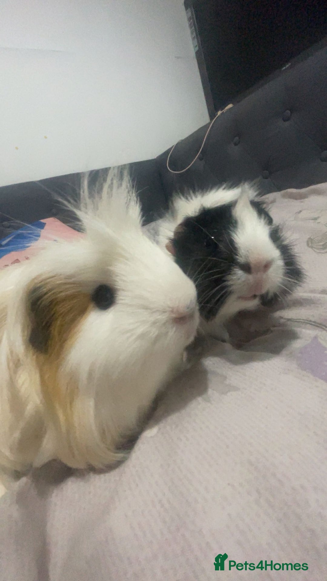 Guinea Pig rodents for sale: two boy guinea pigs  - Advert 2